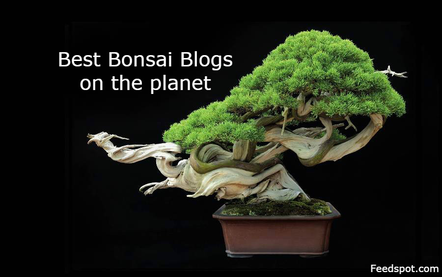Bonsai Blogs