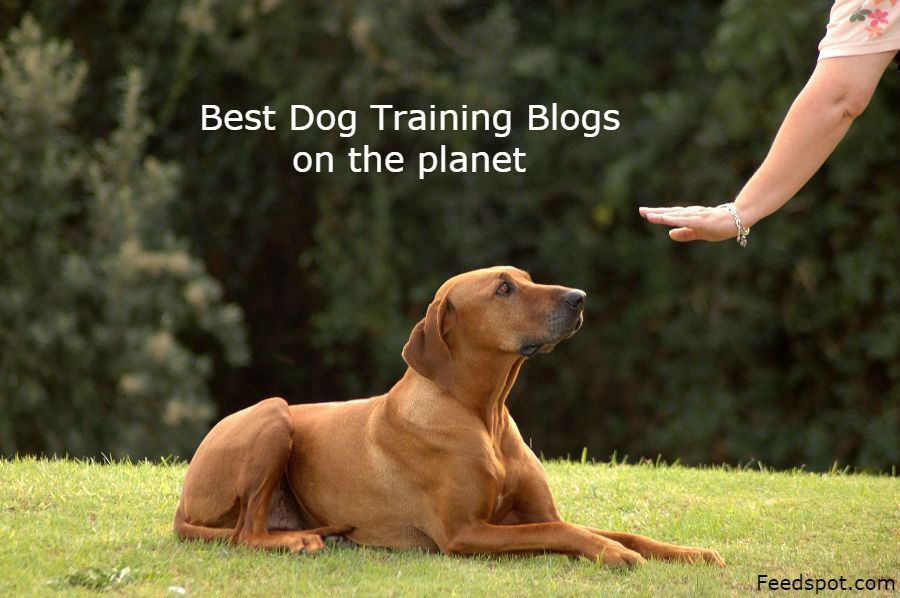 Top 100 Dog Training Blogs And Websites For Dog Owners