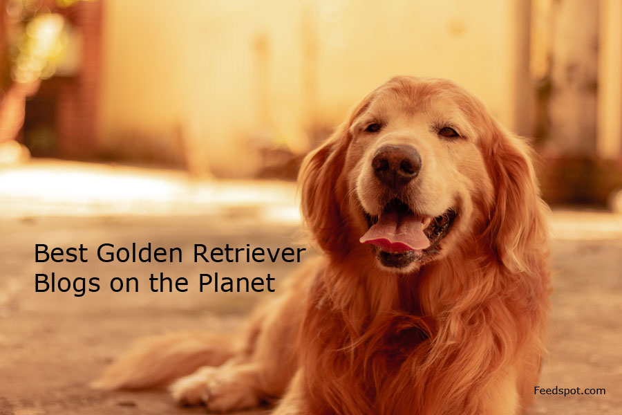 top 15 golden retriever blogs, news websites and newsletters to