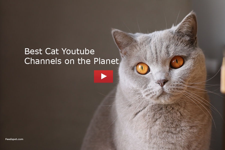 Top 50 Cat Youtube Channels For Funny, Cute, Entertaining & Educational ...