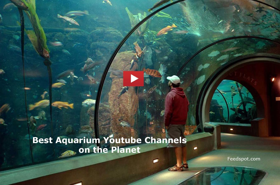 Top 75 Aquarium Youtube Channels For Aquarists & Marine