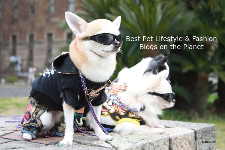Pet Lifestyle & Fashion