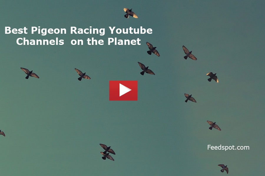 Pigeon Racing Youtube Channels
