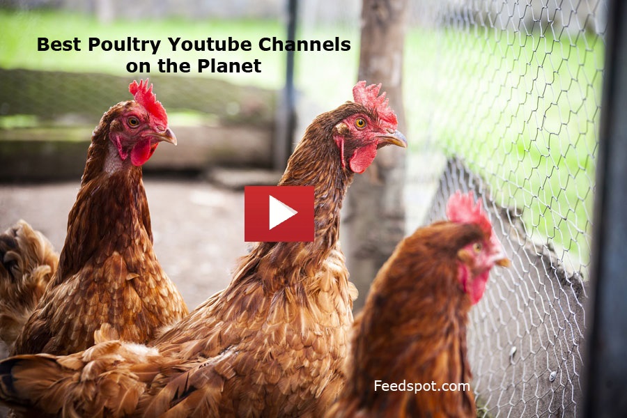 Poultry Youtube Channels