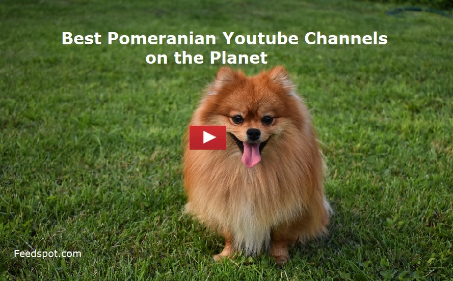 Pomeranian Youtube Channels