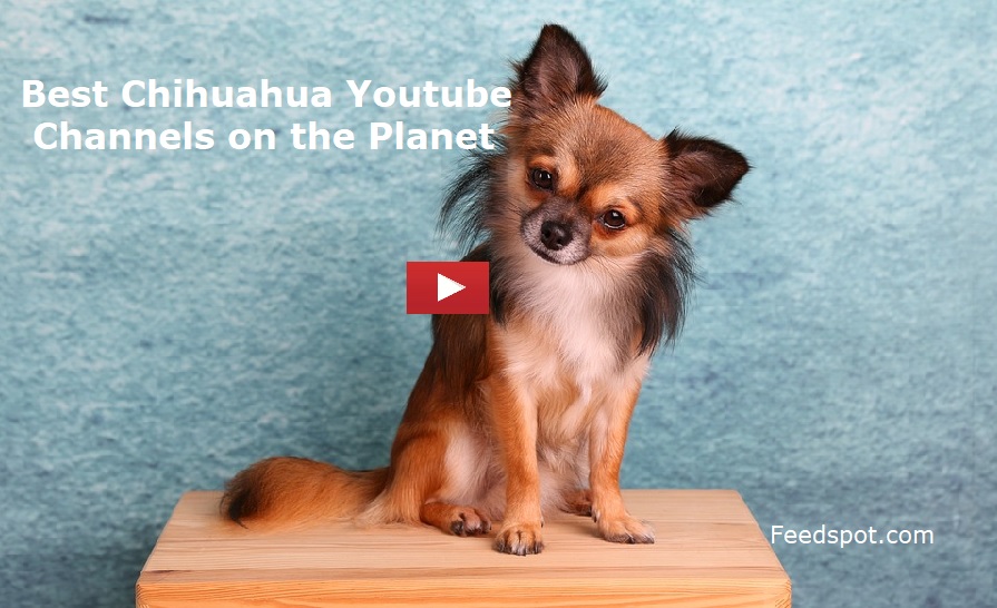 Chihuahua Youtube Channels