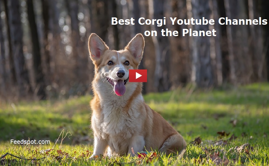 Corgi Youtube Channels
