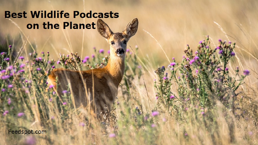 Wildlife Podcasts