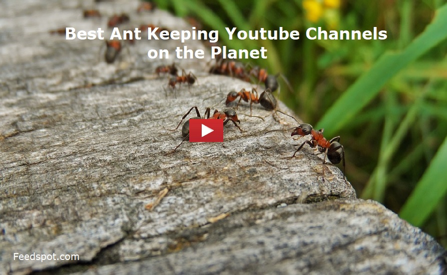 Ant Keeping Youtube Channels