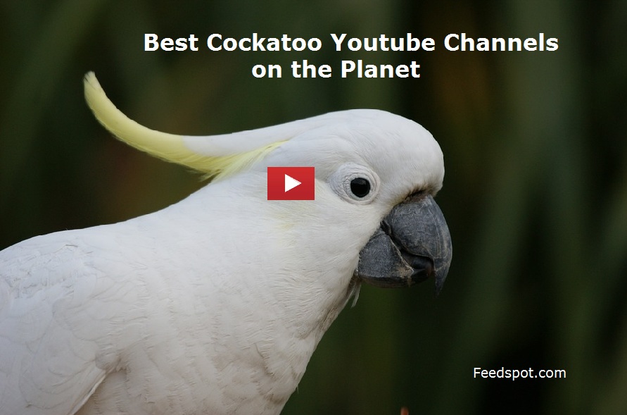 Cockatoo Youtube Channels