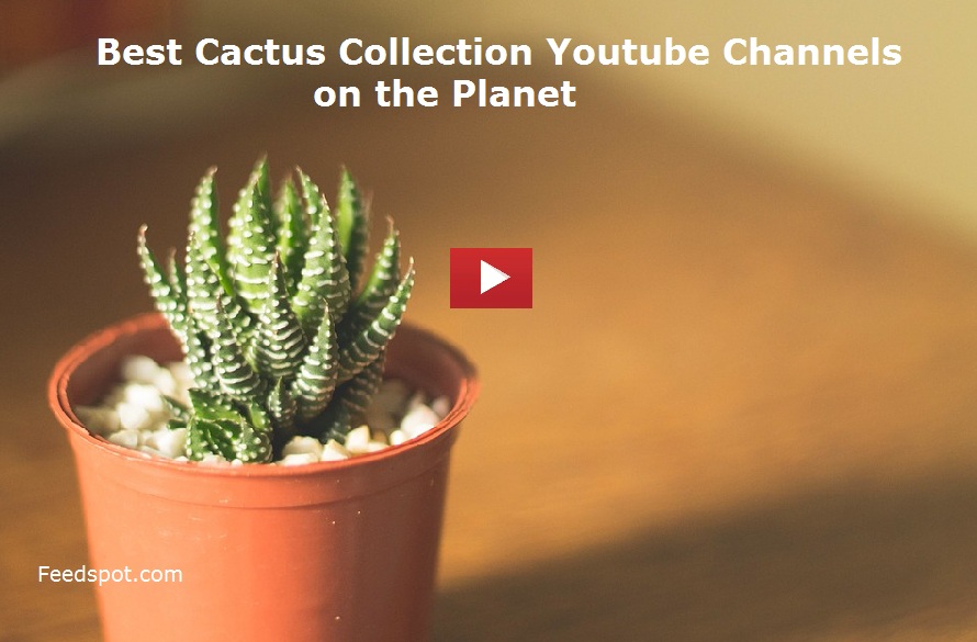 Cactus Collection Youtube Channels