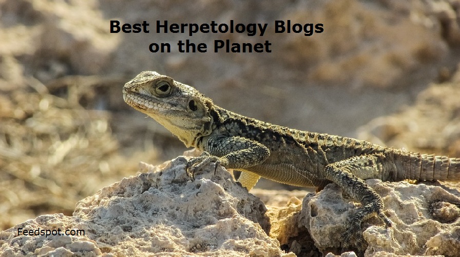 Herpetology Blogs