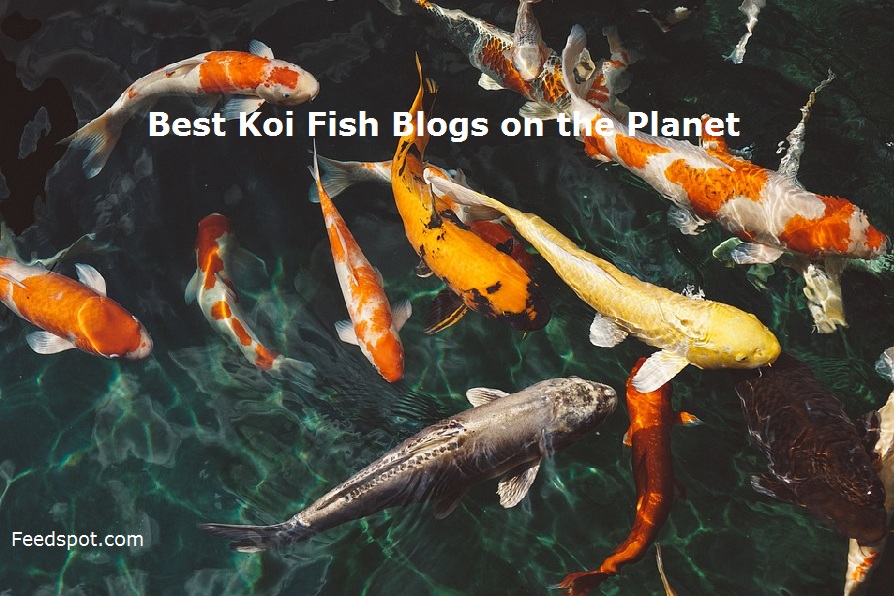 Koi Fish Blogs