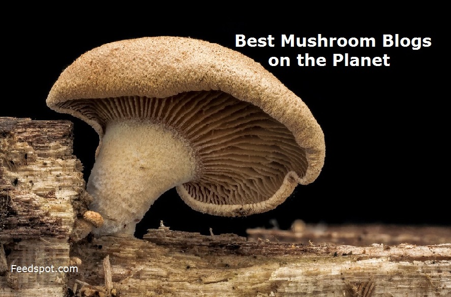 Mushroom Blogs