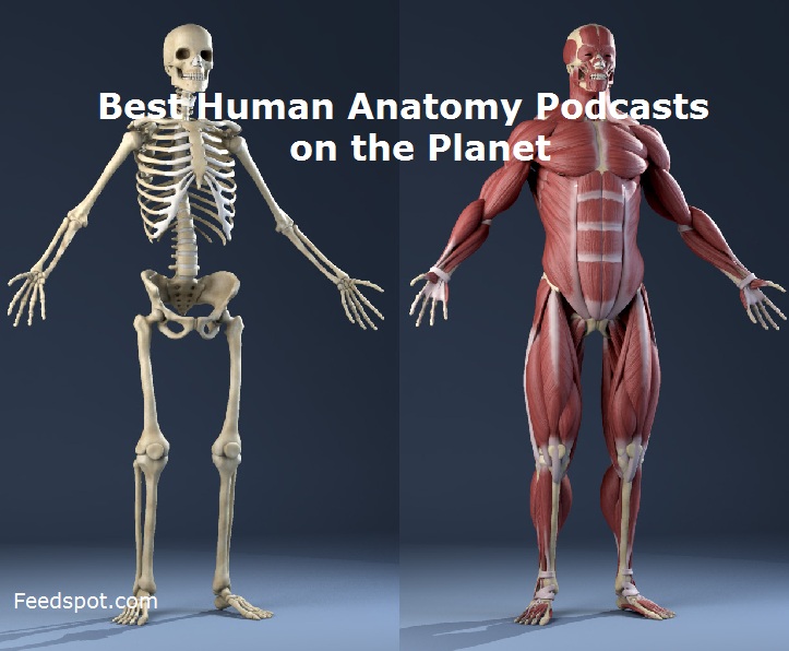 Human Anatomy Podcasts